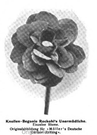 B. ‘Rockohl's Unermudliche’
